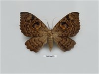 藏品(鱗翅目)的圖片